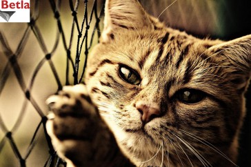 Siatki Pabianice - Siatka ochronna na balkon, dla kota dla terenów Pabianic